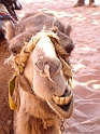 Wadi Rum (25)